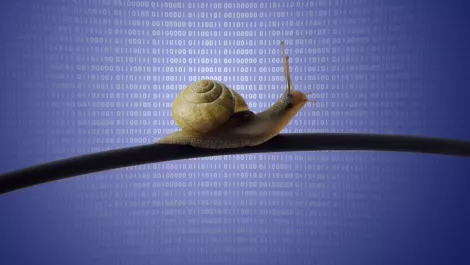 Snail